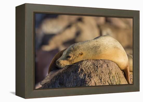 Adult Female California Sea Lion (Zalophus Californianus), at Los Islotes, Baja California Sur-Michael Nolan-Framed Premier Image Canvas