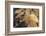 Adult Female California Sea Lion (Zalophus Californianus), at Los Islotes, Baja California Sur-Michael Nolan-Framed Photographic Print