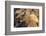 Adult Female California Sea Lion (Zalophus Californianus), at Los Islotes, Baja California Sur-Michael Nolan-Framed Photographic Print