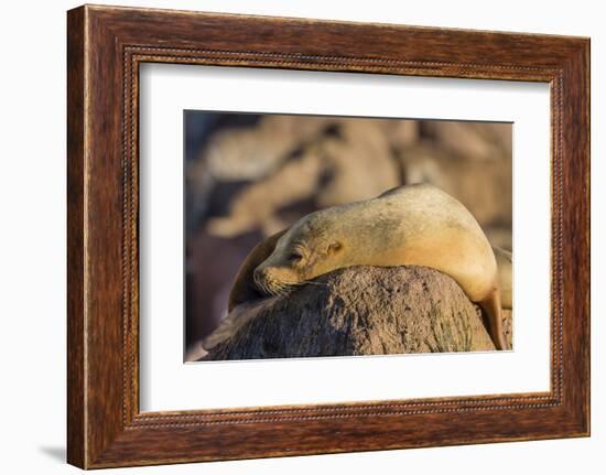 Adult Female California Sea Lion (Zalophus Californianus), at Los Islotes, Baja California Sur-Michael Nolan-Framed Photographic Print