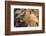 Adult Female California Sea Lion (Zalophus Californianus), at Los Islotes, Baja California Sur-Michael Nolan-Framed Photographic Print