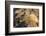 Adult Female California Sea Lion (Zalophus Californianus), at Los Islotes, Baja California Sur-Michael Nolan-Framed Photographic Print