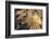 Adult Female California Sea Lion (Zalophus Californianus), at Los Islotes, Baja California Sur-Michael Nolan-Framed Photographic Print