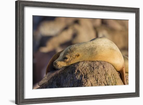 Adult Female California Sea Lion (Zalophus Californianus), at Los Islotes, Baja California Sur-Michael Nolan-Framed Photographic Print