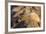 Adult Female California Sea Lion (Zalophus Californianus), at Los Islotes, Baja California Sur-Michael Nolan-Framed Photographic Print