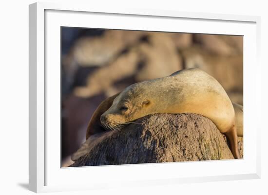 Adult Female California Sea Lion (Zalophus Californianus), at Los Islotes, Baja California Sur-Michael Nolan-Framed Photographic Print