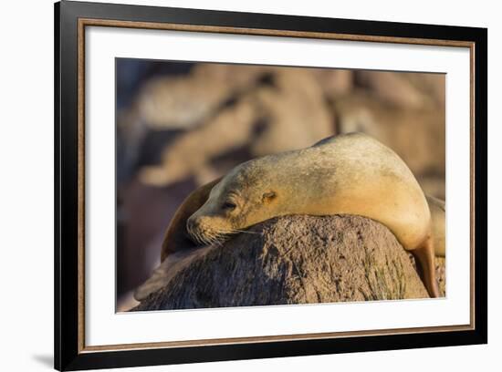 Adult Female California Sea Lion (Zalophus Californianus), at Los Islotes, Baja California Sur-Michael Nolan-Framed Photographic Print