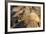 Adult Female California Sea Lion (Zalophus Californianus), at Los Islotes, Baja California Sur-Michael Nolan-Framed Photographic Print