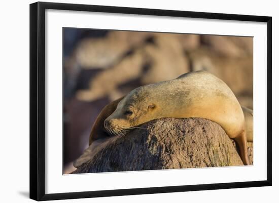 Adult Female California Sea Lion (Zalophus Californianus), at Los Islotes, Baja California Sur-Michael Nolan-Framed Photographic Print