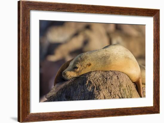 Adult Female California Sea Lion (Zalophus Californianus), at Los Islotes, Baja California Sur-Michael Nolan-Framed Photographic Print