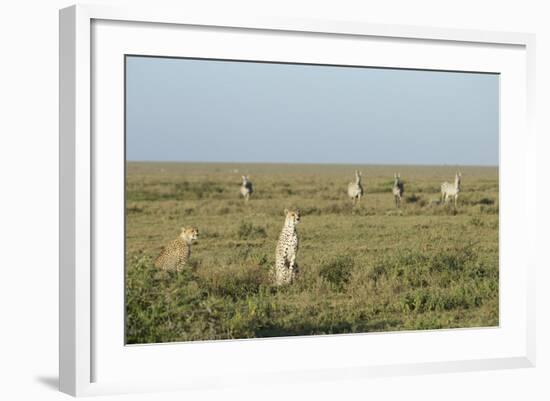 Adult Female Cheetah with Cub (Acinonyx Jubatus) Tanzania-Stu Porter-Framed Photographic Print