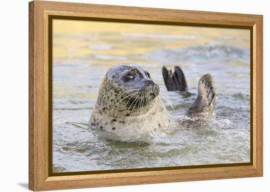 Adult Female Common - Harbour Seal (Phoca Vitulina) 'Sija' Waving a Flipper-Nick Upton-Framed Premier Image Canvas