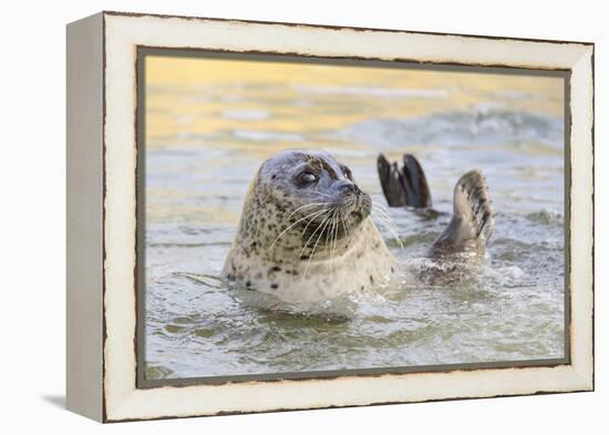 Adult Female Common - Harbour Seal (Phoca Vitulina) 'Sija' Waving a Flipper-Nick Upton-Framed Premier Image Canvas