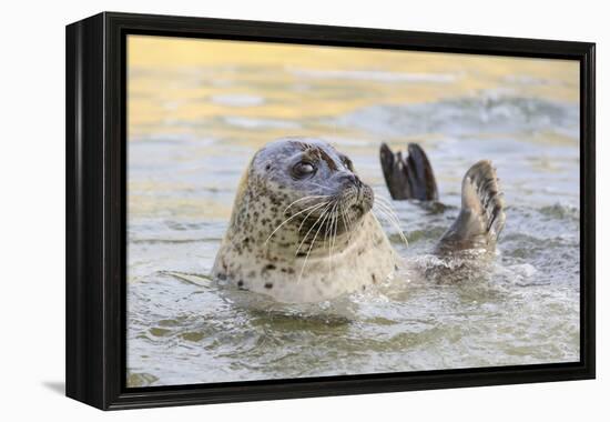 Adult Female Common - Harbour Seal (Phoca Vitulina) 'Sija' Waving a Flipper-Nick Upton-Framed Premier Image Canvas