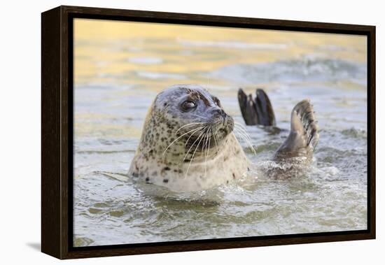 Adult Female Common - Harbour Seal (Phoca Vitulina) 'Sija' Waving a Flipper-Nick Upton-Framed Premier Image Canvas