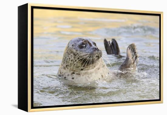 Adult Female Common - Harbour Seal (Phoca Vitulina) 'Sija' Waving a Flipper-Nick Upton-Framed Premier Image Canvas