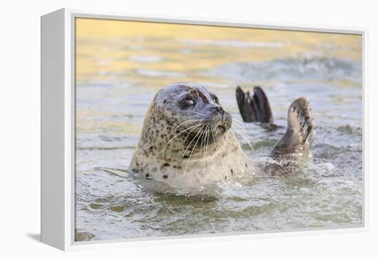 Adult Female Common - Harbour Seal (Phoca Vitulina) 'Sija' Waving a Flipper-Nick Upton-Framed Premier Image Canvas