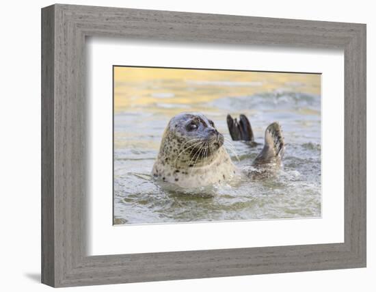 Adult Female Common - Harbour Seal (Phoca Vitulina) 'Sija' Waving a Flipper-Nick Upton-Framed Photographic Print