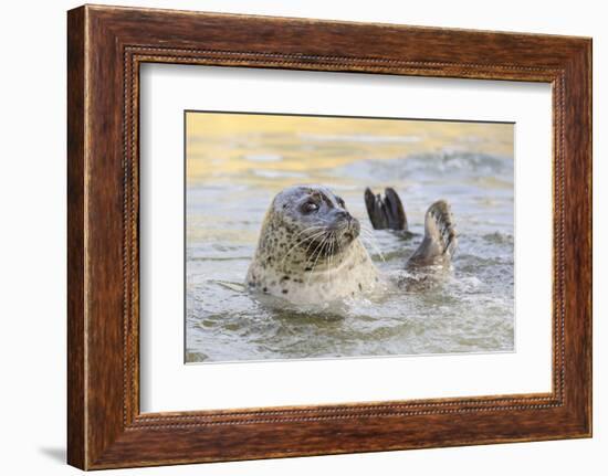 Adult Female Common - Harbour Seal (Phoca Vitulina) 'Sija' Waving a Flipper-Nick Upton-Framed Photographic Print