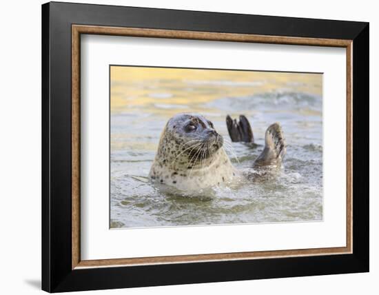 Adult Female Common - Harbour Seal (Phoca Vitulina) 'Sija' Waving a Flipper-Nick Upton-Framed Photographic Print