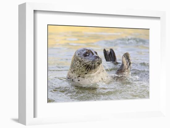 Adult Female Common - Harbour Seal (Phoca Vitulina) 'Sija' Waving a Flipper-Nick Upton-Framed Photographic Print