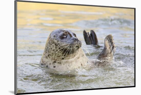 Adult Female Common - Harbour Seal (Phoca Vitulina) 'Sija' Waving a Flipper-Nick Upton-Mounted Photographic Print