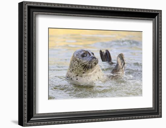 Adult Female Common - Harbour Seal (Phoca Vitulina) 'Sija' Waving a Flipper-Nick Upton-Framed Photographic Print