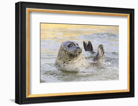 Adult Female Common - Harbour Seal (Phoca Vitulina) 'Sija' Waving a Flipper-Nick Upton-Framed Photographic Print