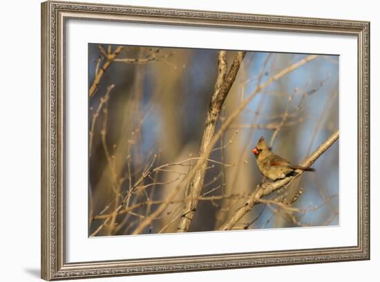 Adult Female Eastern Northern Cardinal in Defiance, Ohio, USA-Chuck Haney-Framed Photographic Print