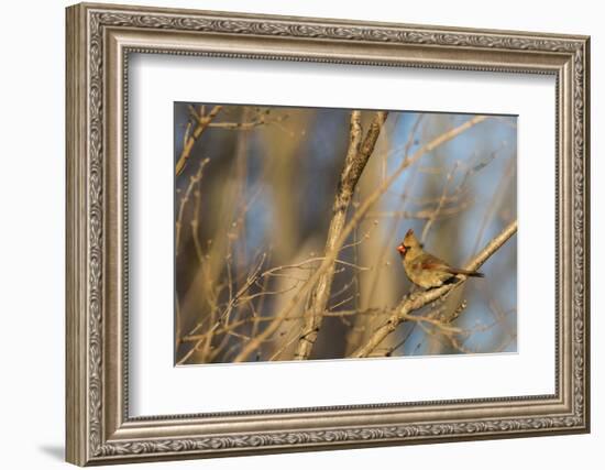 Adult Female Eastern Northern Cardinal in Defiance, Ohio, USA-Chuck Haney-Framed Photographic Print