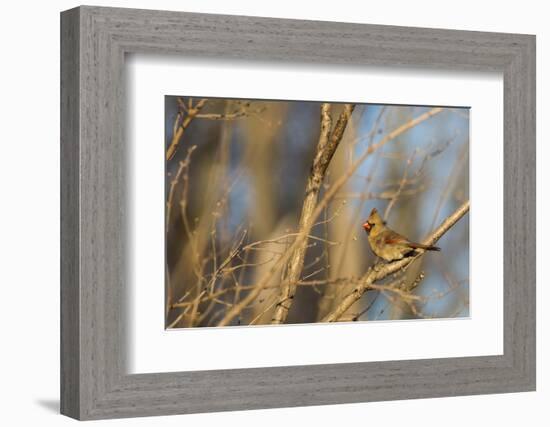 Adult Female Eastern Northern Cardinal in Defiance, Ohio, USA-Chuck Haney-Framed Photographic Print