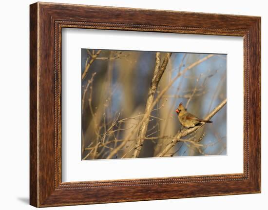 Adult Female Eastern Northern Cardinal in Defiance, Ohio, USA-Chuck Haney-Framed Photographic Print