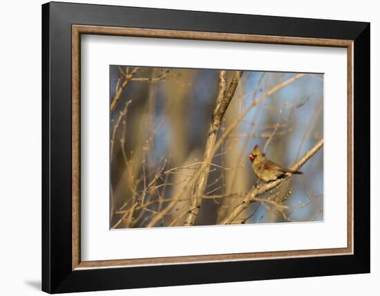 Adult Female Eastern Northern Cardinal in Defiance, Ohio, USA-Chuck Haney-Framed Photographic Print