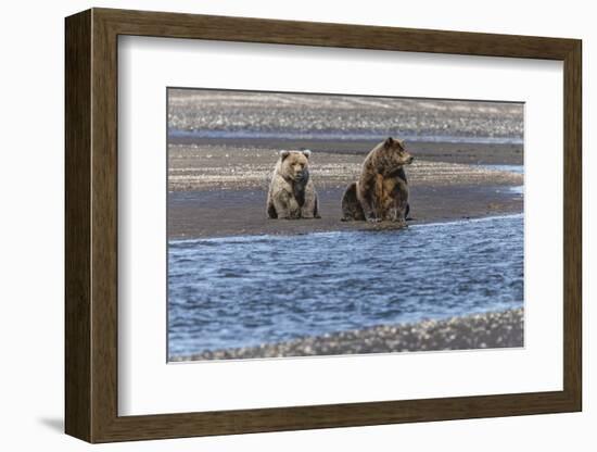 Adult female grizzly bear and cub fishing, Lake Clark National Park and Preserve, Alaska-Adam Jones-Framed Photographic Print