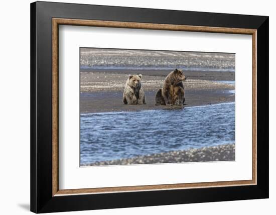 Adult female grizzly bear and cub fishing, Lake Clark National Park and Preserve, Alaska-Adam Jones-Framed Photographic Print