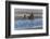 Adult female grizzly bear and cub fishing, Lake Clark National Park and Preserve, Alaska-Adam Jones-Framed Photographic Print