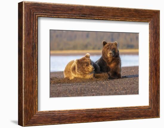 Adult female grizzly bear and cub sleeping together on beach, Lake Clark NP and Preserve, Alaska-Adam Jones-Framed Photographic Print