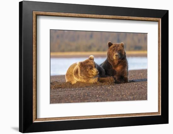 Adult female grizzly bear and cub sleeping together on beach, Lake Clark NP and Preserve, Alaska-Adam Jones-Framed Photographic Print