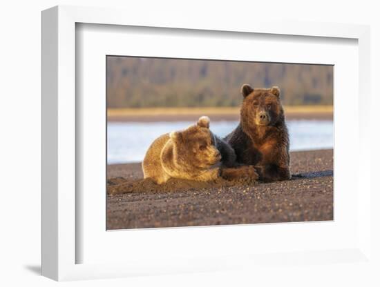 Adult female grizzly bear and cub sleeping together on beach, Lake Clark NP and Preserve, Alaska-Adam Jones-Framed Photographic Print