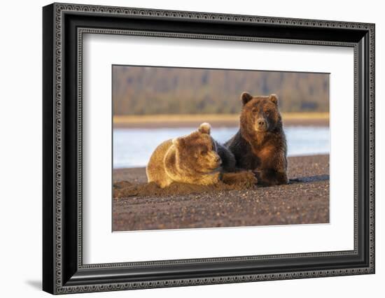 Adult female grizzly bear and cub sleeping together on beach, Lake Clark NP and Preserve, Alaska-Adam Jones-Framed Photographic Print