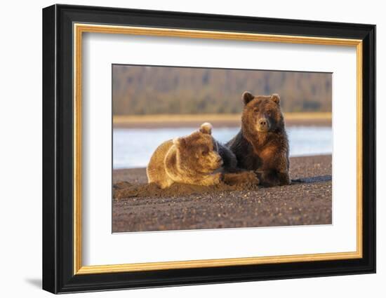 Adult female grizzly bear and cub sleeping together on beach, Lake Clark NP and Preserve, Alaska-Adam Jones-Framed Photographic Print
