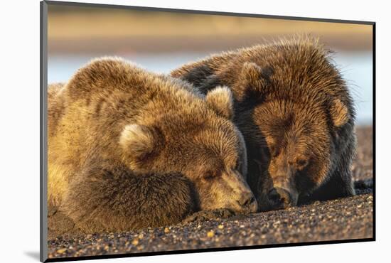 Adult female grizzly bear and cub sleeping together on beach, Lake Clark NP and Preserve, Alaska-Adam Jones-Mounted Photographic Print