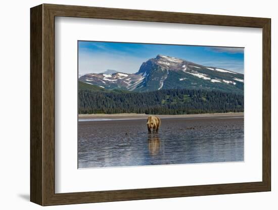Adult female grizzly bear clamming, Lake Clark National Park and Preserve, Alaska-Adam Jones-Framed Photographic Print