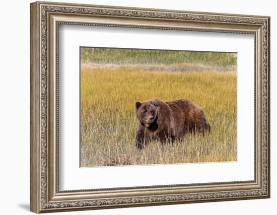 Adult female grizzly bear crossing grassy meadow, Lake Clark National Park and Preserve, Alaska.-Adam Jones-Framed Photographic Print