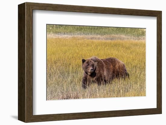 Adult female grizzly bear crossing grassy meadow, Lake Clark National Park and Preserve, Alaska.-Adam Jones-Framed Photographic Print