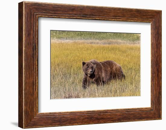 Adult female grizzly bear crossing grassy meadow, Lake Clark National Park and Preserve, Alaska.-Adam Jones-Framed Photographic Print