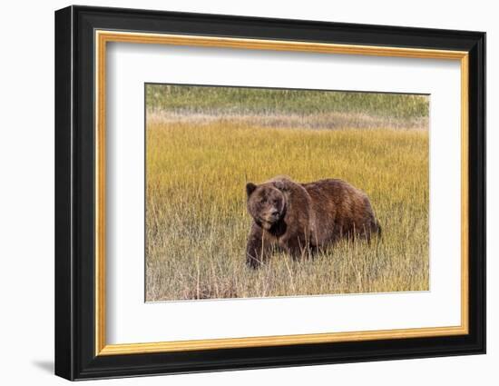 Adult female grizzly bear crossing grassy meadow, Lake Clark National Park and Preserve, Alaska.-Adam Jones-Framed Photographic Print