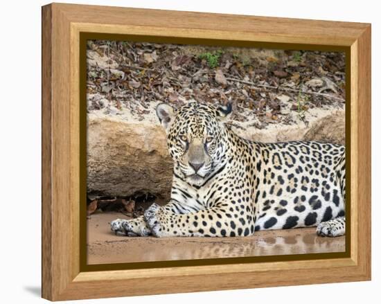 Adult female jaguar (Panthera onca), on the riverbank of Rio Tres Irmao, Mato Grosso, Pantanal-Michael Nolan-Framed Premier Image Canvas