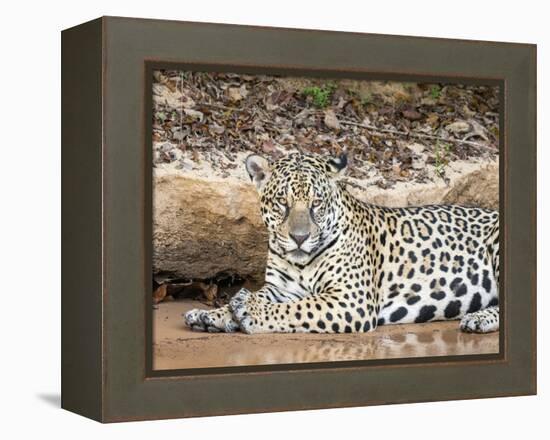 Adult female jaguar (Panthera onca), on the riverbank of Rio Tres Irmao, Mato Grosso, Pantanal-Michael Nolan-Framed Premier Image Canvas