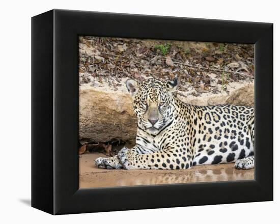 Adult female jaguar (Panthera onca), on the riverbank of Rio Tres Irmao, Mato Grosso, Pantanal-Michael Nolan-Framed Premier Image Canvas